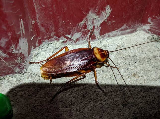Cockroaches Photo