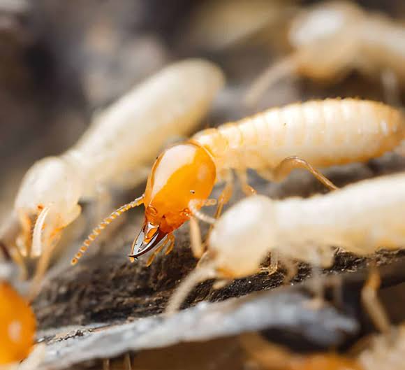 Termites Photo