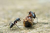 Ants eat at ground