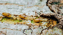 Termites in wooden piece